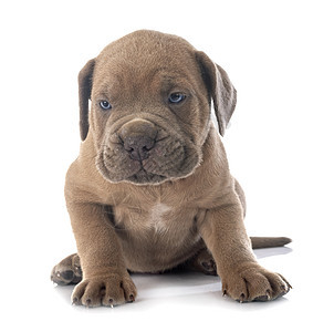 小狗可口可乐工作室动物獒犬宠物棕色甘蔗背景图片
