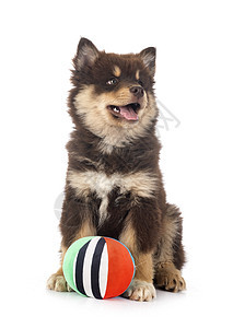 工作室的芬兰Lapphund动物黑色棕褐色小狗玩具宠物棕色图片