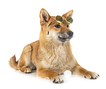 演播室的二月一小型犬草地犬工作室太阳镜棕色眼镜草丛柴犬动物小狗图片