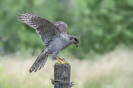 北戈斯霍克省成人南斗士动物动物群荒野猎人观鸟森林捕食者眼睛猎物翅膀图片