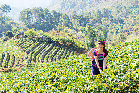 来自泰国的年轻部落亚洲妇女早上在泰国清迈的国家公园的茶田种植园采摘茶叶 30 多岁的美丽亚洲女模特工作公园财产农场女士场地国家工图片