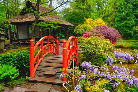 日式花园 荷兰海牙Clingendael公园旅游禅意风景地标花坛植物活力观光胜地公园图片