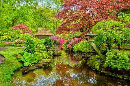 日式花园 荷兰海牙Clingendael公园池塘活力庭园风景反射公园花坛地标旅行植物图片