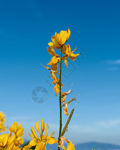 蓝色天空背景的黄色花朵绿色白色叶子花园花瓣美丽植物植物群图片