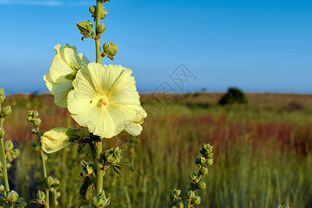 风中的黄花草地植物绿色环境美丽黄色花园季节场地蓝色图片