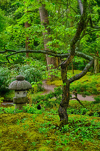 日式花园 荷兰海牙Clingendael公园公园灯笼植物花坛胜地地标禅意建筑学景点庭园图片