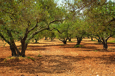 希腊克里特的奥莱亚欧佩亚橄榄树 用于橄榄油生产食物农场树林植物树木农村木头收成旅行农业图片