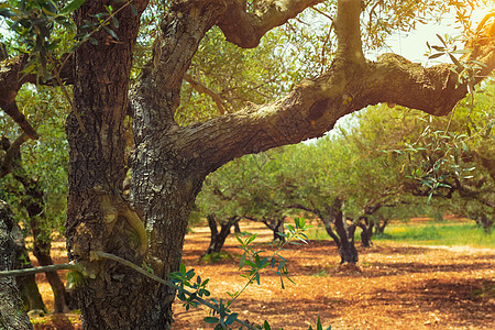 希腊克里特的奥莱亚欧佩亚橄榄树 用于橄榄油生产花园农场农村植物种植园树木国家食物叶子旅行图片