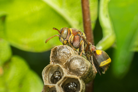 自然巢穴膜翅目宏观热带植物橙子成人锯蝇漏洞捕食者纤维公园蜜蜂图片