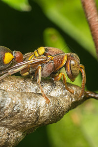 自然巢穴膜翅目宏观细胞漏洞幼虫生物学捕食者危险热带蛆虫蜜蜂纤维图片
