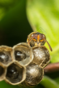 自然巢穴膜翅目宏观危险生态公园动物害虫六边形植物生物学捕食者蚂蚁图片