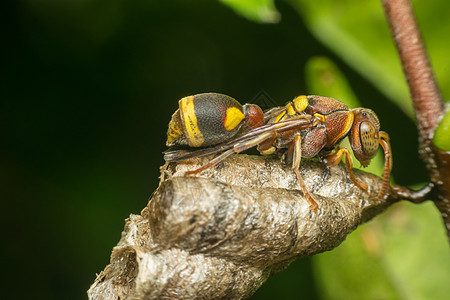 自然巢穴膜翅目宏观幼虫捕食者危险细胞植物害虫昆虫纤维蚂蚁成人图片