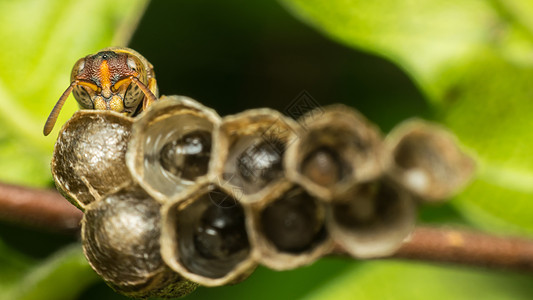 自然巢穴膜翅目宏观害虫漏洞蚂蚁幼虫蛆虫六边形成人生物学公园纤维图片