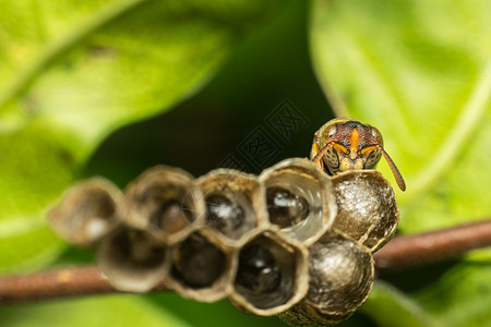 自然巢穴膜翅目宏观昆虫植物伪君子热带害虫蚂蚁纤维公园生态幼虫图片