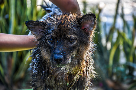 狗去洗个澡兽医流浪地区烘干哺乳动物犬类流浪汉宠物淋浴冲洗图片