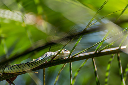 树上的蛇克里索普莱亚或纳塔燕麦飞行叶子孵化动物园爬虫捕食者棕榈金子皮肤图片