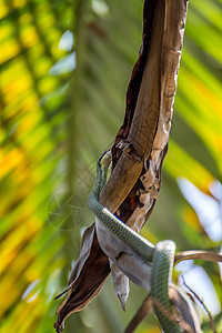 树上的蛇克里索普莱亚或纳塔爬虫毒蛇树干皮肤游隼攻击身体金子棕榈野生动物图片