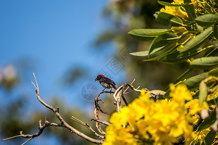 一棵树上的鸟儿燕子背的花嘴恐慌荒野相片摄影栖息观鸟野生动物花园植物羽毛图片