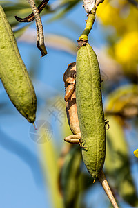 树上的蜥蜴东方花园蜥蜴荒野皮肤眼睛热带美丽帽子石榴叶子野生动物爬虫图片