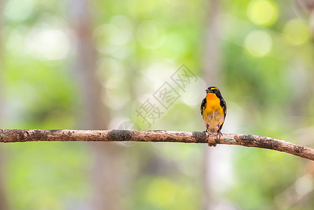 树上鸟鸟橙黄色野生动物羽毛风险植物动物群荒野花园公园橙子图片