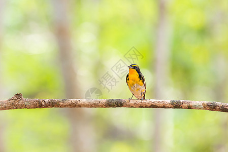 树上鸟鸟橙黄色公园动物荒野灭绝羽毛风险栖息橙子花斑图片