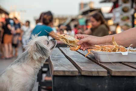 狗吃虾鱼炸虾盐养宠物主营养友谊桌子餐厅野餐食物贵宾午餐训练动物图片
