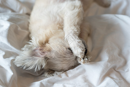甜蜜的狗睡在白面纱的床上犬类阳光注意力动物大眼睛宠物毯子贵宾犬小狗哺乳动物图片