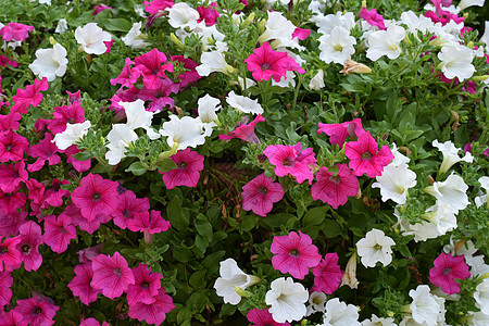 紧闭的花朵Petunia混合型花园植物学公园花瓣生长季节花束叶子紫色园艺图片