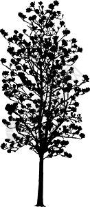 孤立在白色背景上的矢量树剪影 现实主义环境草图生物学插图林地落叶树干曲线灌木阴影图片