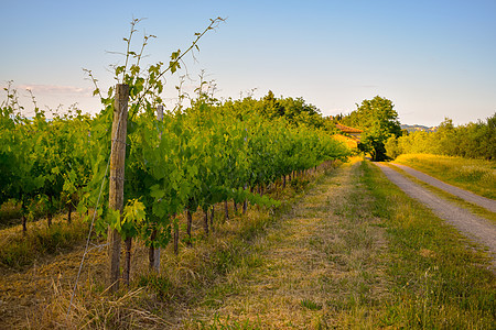 美丽的葡萄园 在阳光明媚的春日里 意大利托斯卡纳州有蓝天日落土地农场国家旅行场景水果风景酒厂藤蔓图片