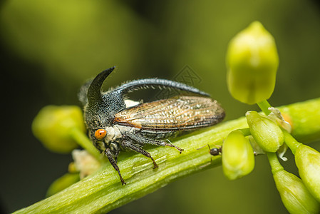 奇异树的宏是小虫花园叶子昆虫学生物博物馆热带漏洞环境家庭生活图片