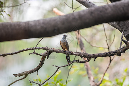 自然野生鸟类动物群栖息羽毛公园摄影观鸟野生动物橙子花斑相片图片
