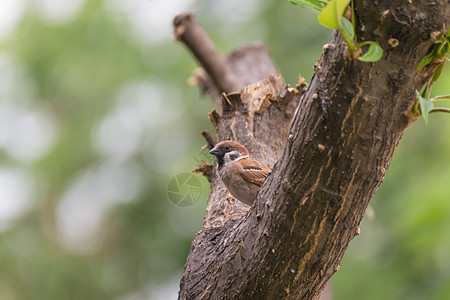 一棵树上的鸟儿观鸟动物花园恐慌相片栖息摄影鸟类公园野生动物图片