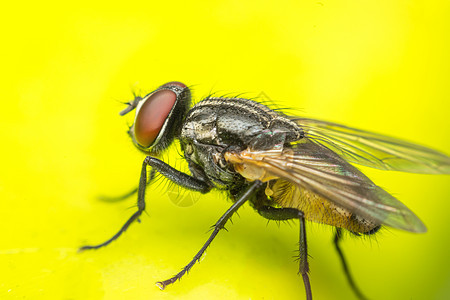 苍蝇或苍蝇昆虫的宏指令动物眼睛生活黄色红色黑色绿色房子叶子漏洞图片