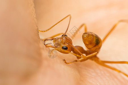 蚂蚁红蚂蚁咬人皮的宏动物昆虫漏洞男人害虫危险皮肤男性手指女士图片