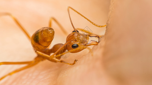 蚂蚁红蚂蚁咬人皮的宏疼痛昆虫防御男人疾病寄生虫宏观力量女士手指图片