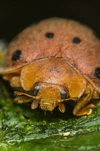 自然叶叶上昆虫Ladybug的臭虫宏草地瓢虫宏观植物寂寞野生动物甲虫花园女士荒野图片