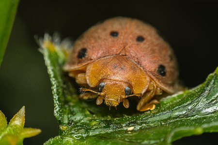 自然叶叶上昆虫Ladybug的臭虫宏动物寂寞叶子植物荒野野生动物女士刀刃甲虫翅膀图片