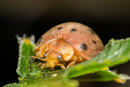 自然叶叶上昆虫Ladybug的臭虫宏植物叶子瓢虫草地寂寞野生动物环境花园漏洞宏观图片