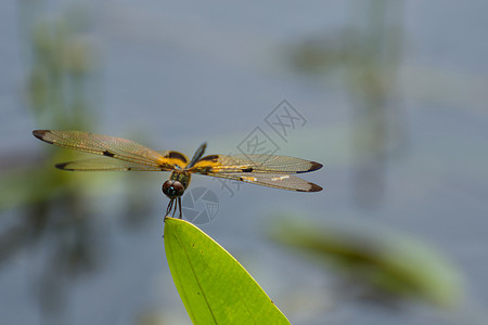 黄色和黑色的蜻蜓追逐者公园美丽动物群荒野老虎漏洞眼睛野生动物生活图片
