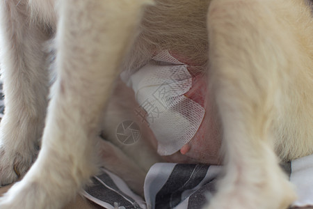 检查腹部伤口缝合的狗宠物兽医药品纱布手术床单操作猎犬疾病麻醉图片