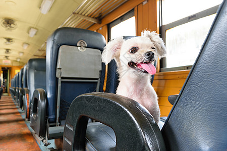 火车上的狗狗财产旅行犬类乐趣宠物铁路车辆房子英语朋友图片