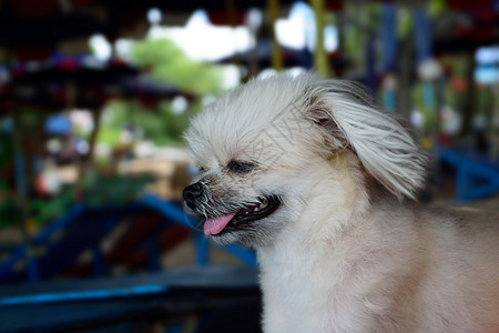 可爱狗狗动物犬类小狗日光浴宠物白色甲板椅子乐趣晴天图片