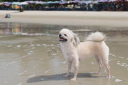 狗在海滩旅行白色犬类椅子哺乳动物甲板黄色乐趣日光浴晴天宠物图片