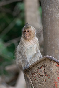 猴子坐在地上荒野女性眼睛动物园婴儿灵长类野生动物宠物毛皮森林图片