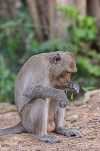 猴子坐在地上毛皮动物园生物旅行热带野生动物头发荒野森林猕猴图片