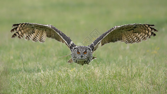 一个美丽的 巨大的欧洲鹰猫头鹰(Bubo bubo)在荷兰低空飞过田地 直飞到摄影机上图片