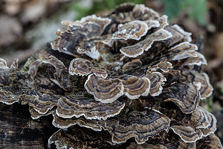 死柜子后备箱上的蘑菇房绿色白色采集秸秆殖民地粮食棕色树干分解者木耳图片