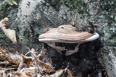 死树干上腐烂的蘑菇森林海绵苔藓树干真菌分解者绿色棕色生长火种图片