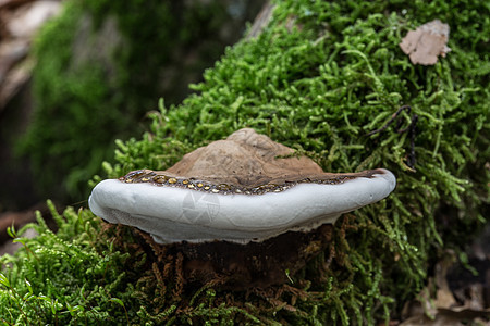 死树干上腐烂的蘑菇棕色森林海绵苔藓分解者树干真菌火种生长绿色图片